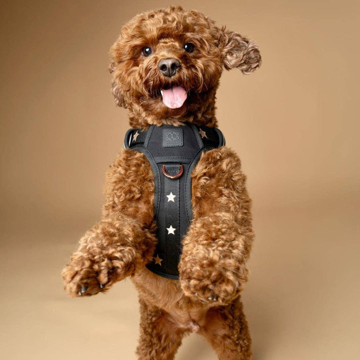 The NoMad Adjustable Luxe Harness - Rockstar