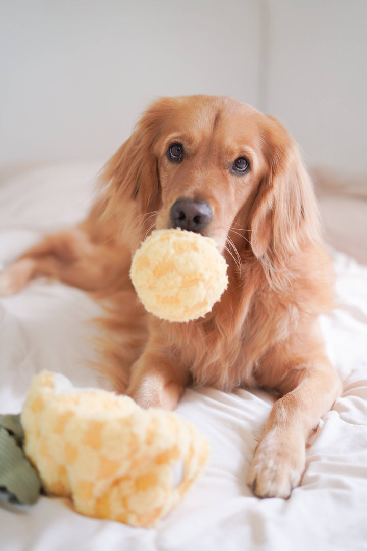 Pineapple Enrichment Dog Toy