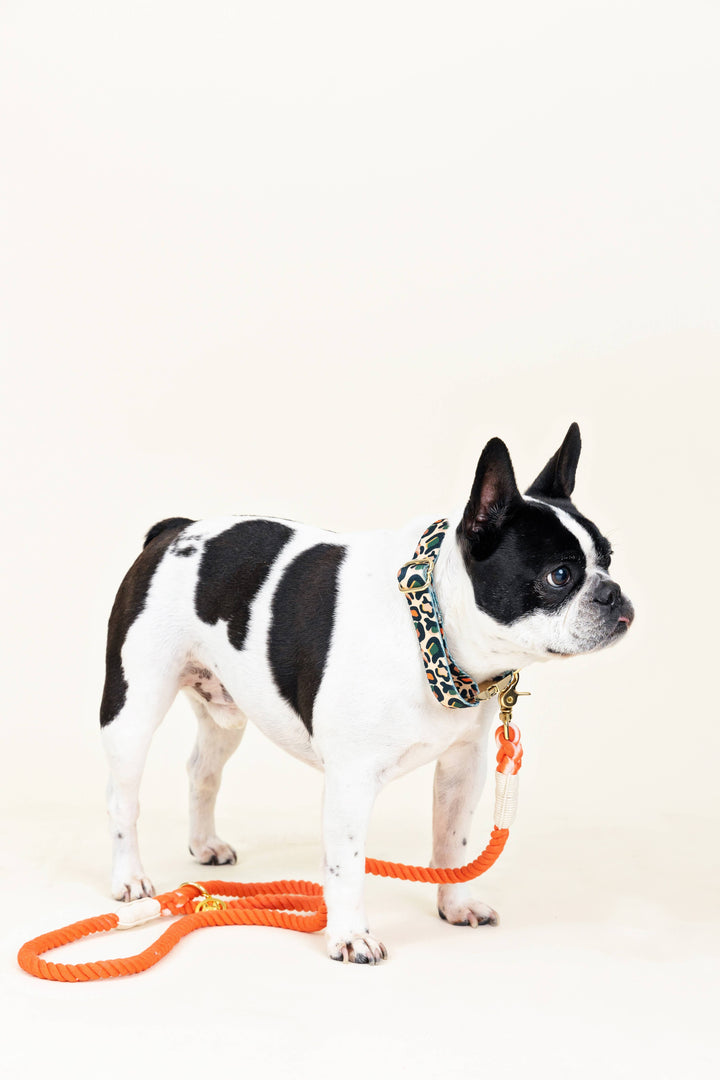 Coral/Orange Rope Leash