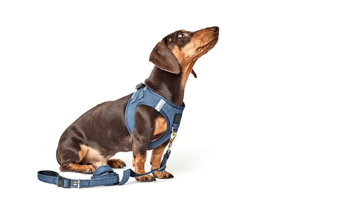 SoHo Dog Harness Denim