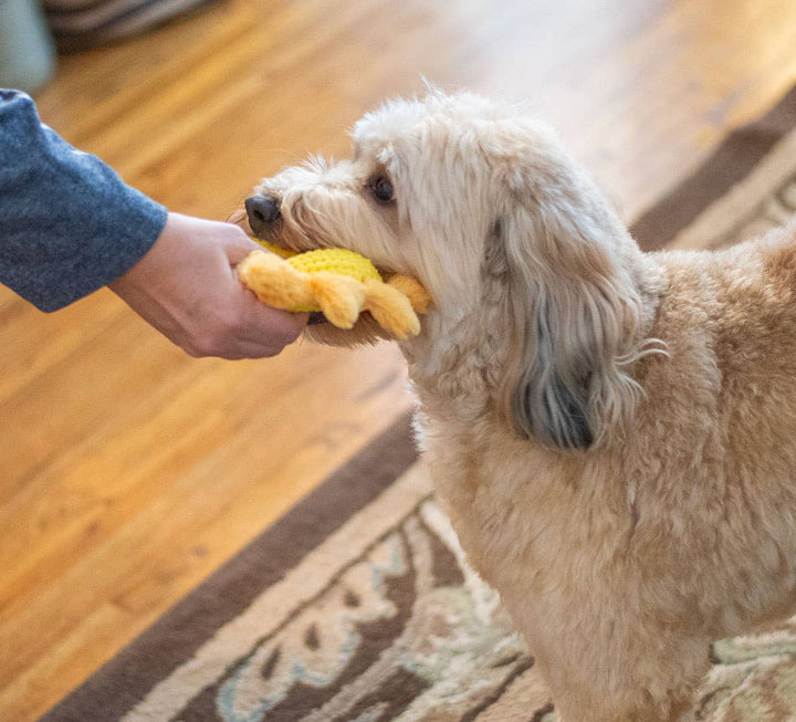 Sun Plush Dog Toy, 8"