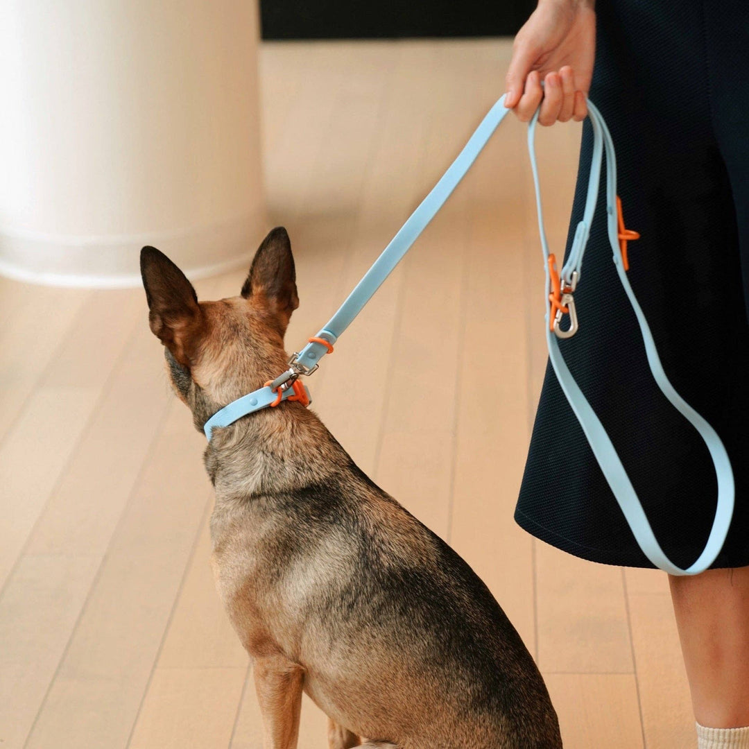 USA - The Fritz Dog Collar