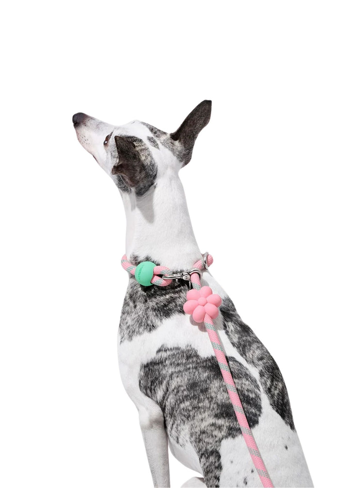 Flora Connect Hands-Free Rope Leash