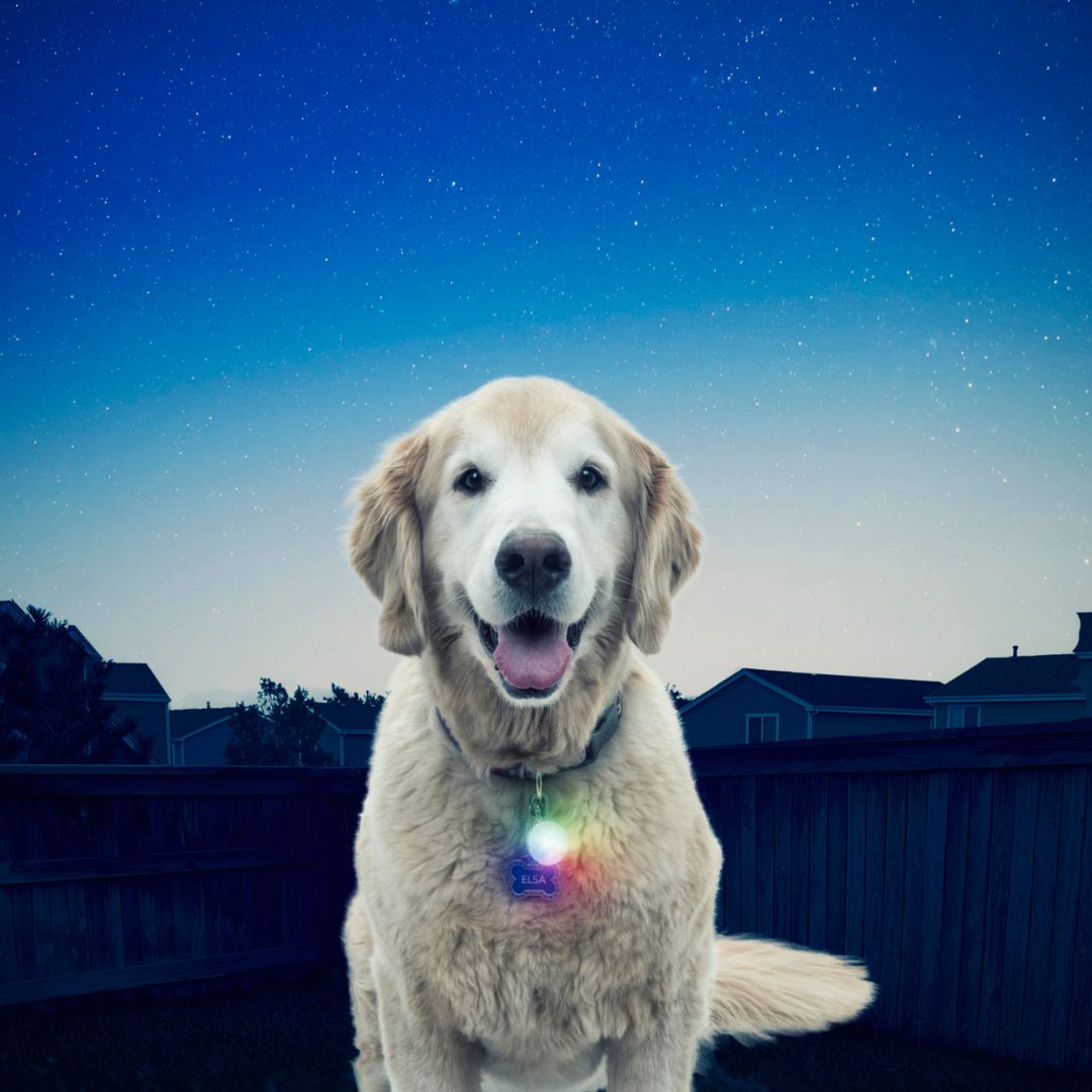 SpotLit® Collar Light - Disc-O Select™