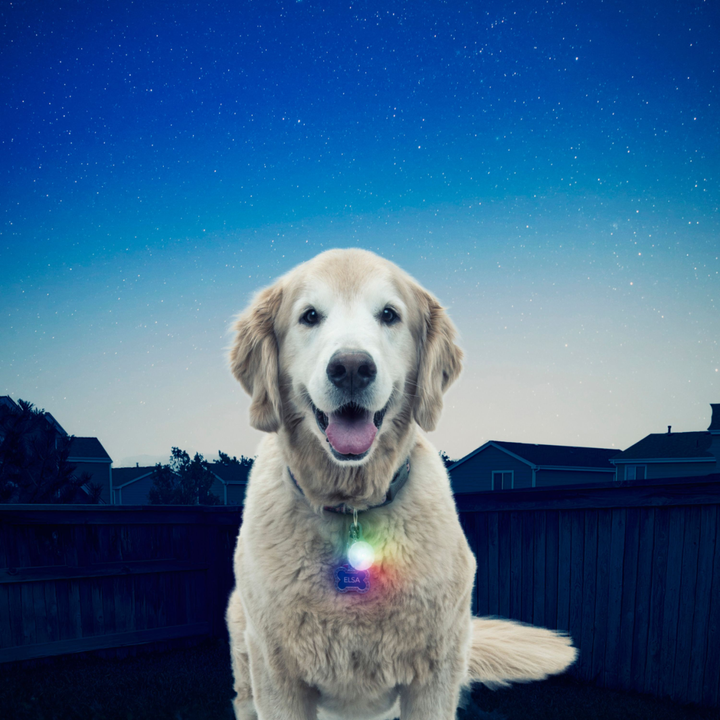 SpotLit® Collar Light - Disc-O Select™
