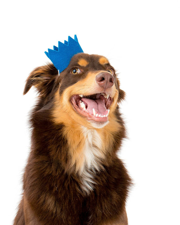 Party Beast Crown Wool Felt Pet Crown