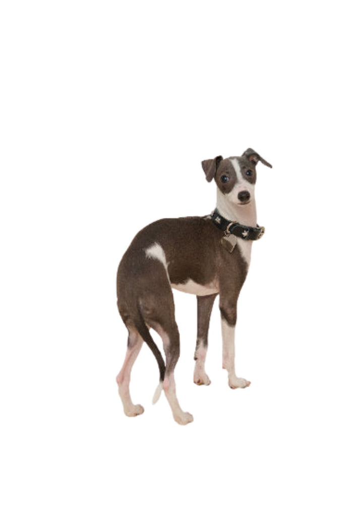 Black Star Collar