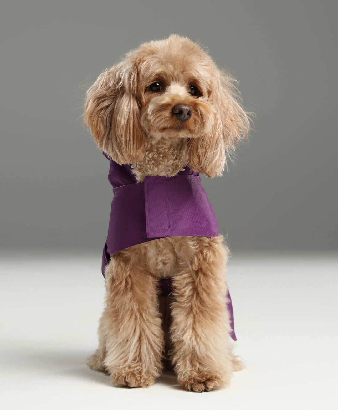 Capsule Raincoat - Purple