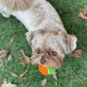 Squeaky Tennis Balls
