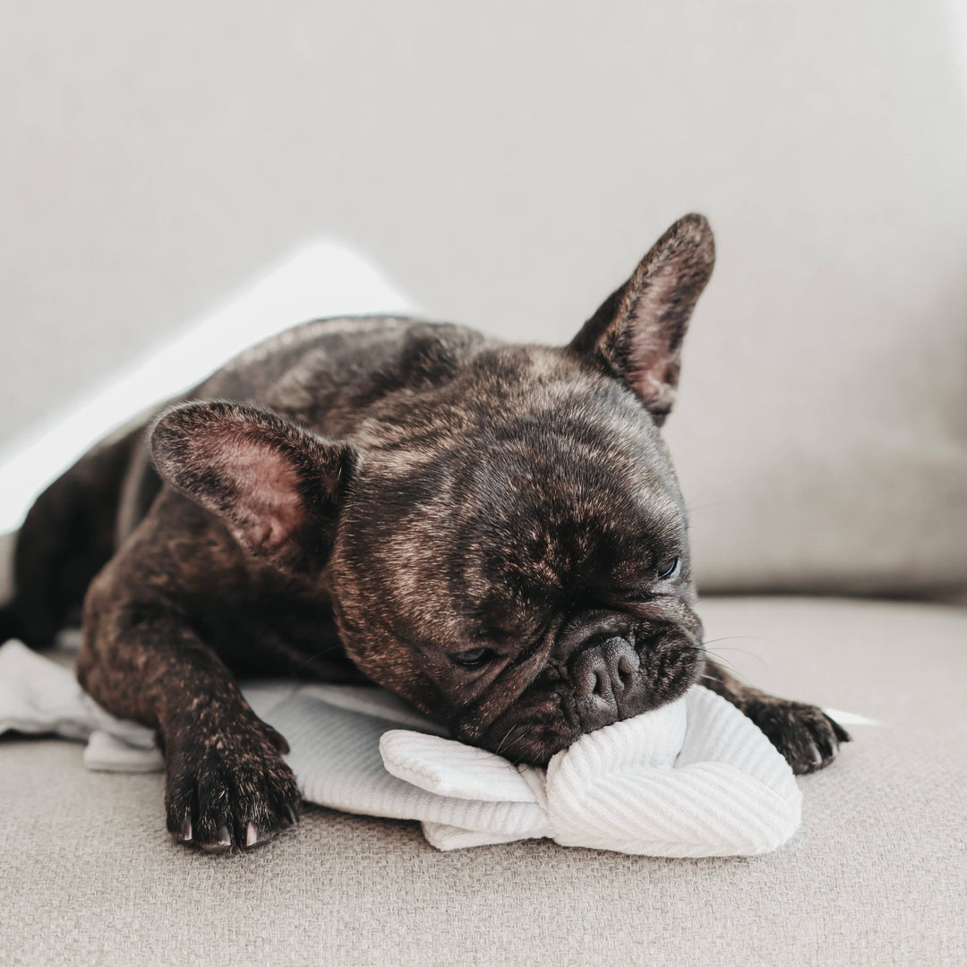 Trout Enrichment Dog Toy