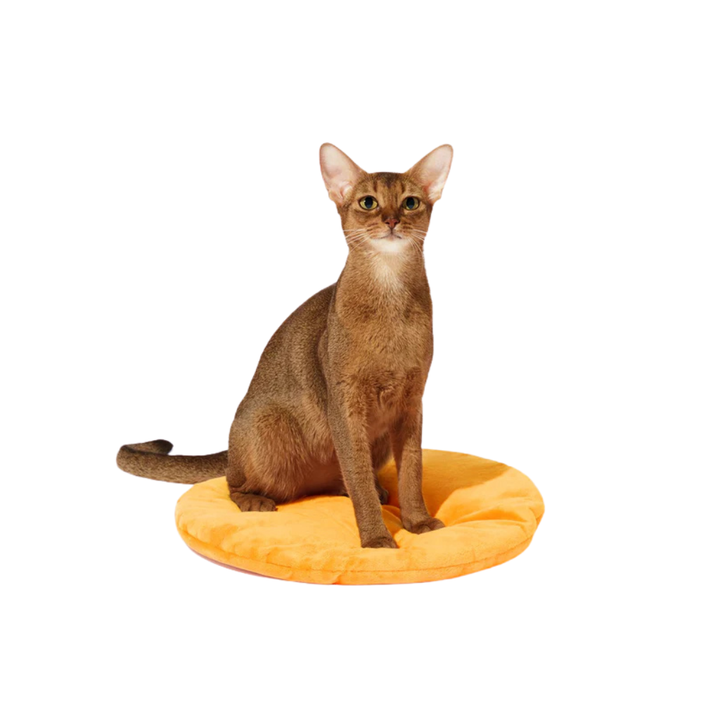 Tangerine Rattan Pet Bed