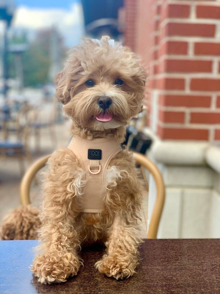 SoHo Dog Harness - Dune