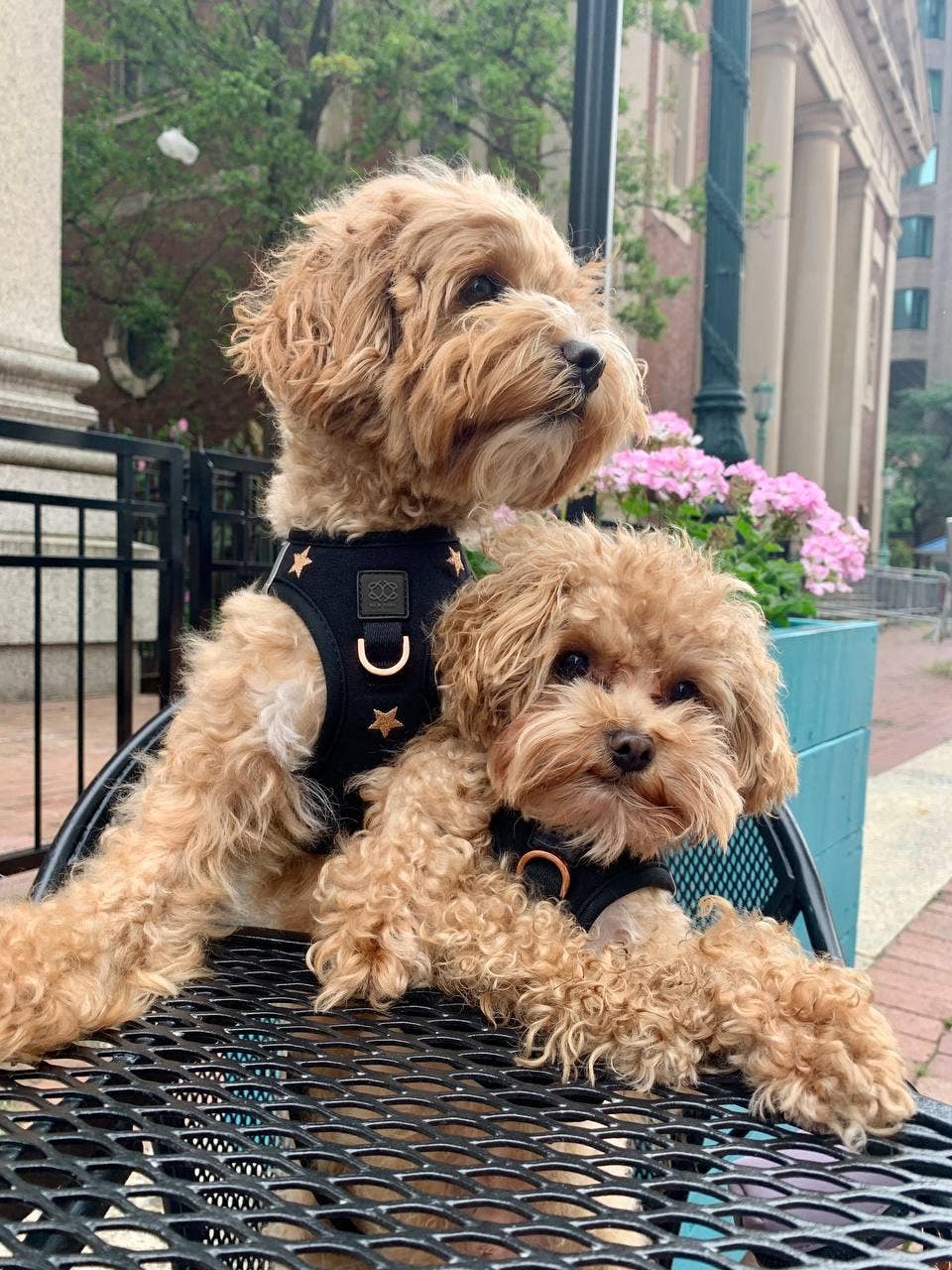 SoHo Dog Harness Rockstar