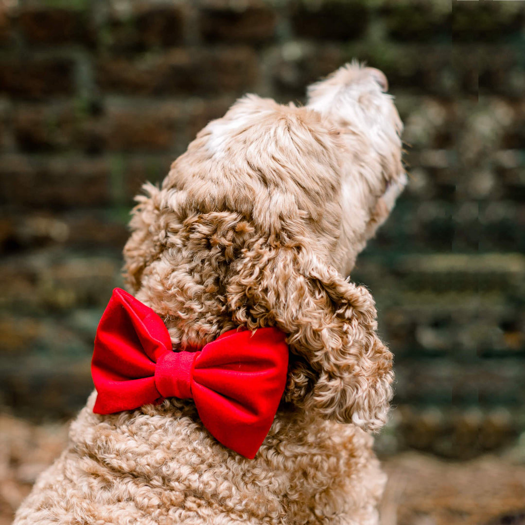 Cranberry Velvet Day Dog Bow Tie