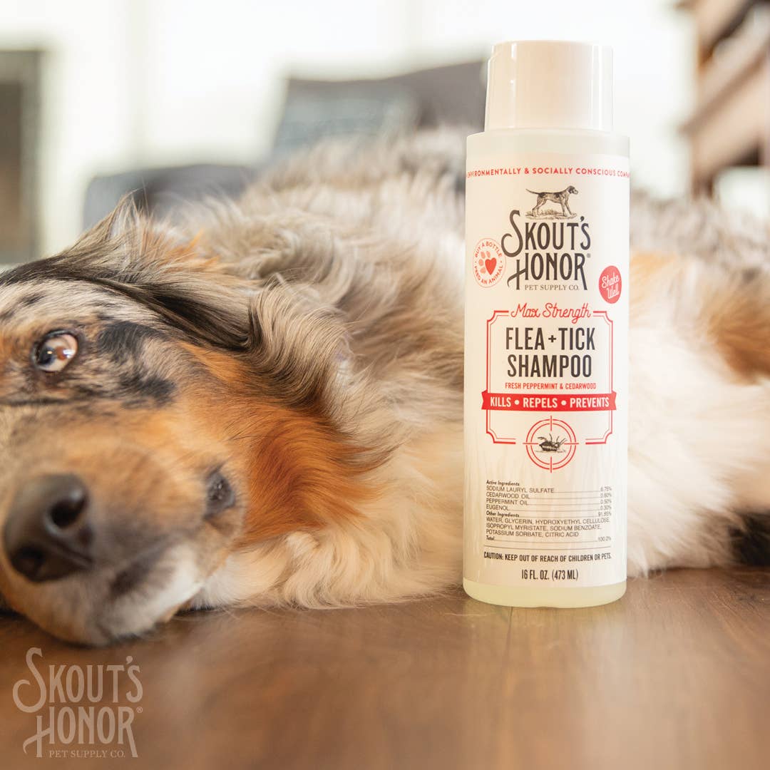 Flea + Tick Shampoo, 16oz