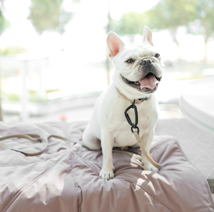 ORII | ultralight pet travel mat DOG MAT