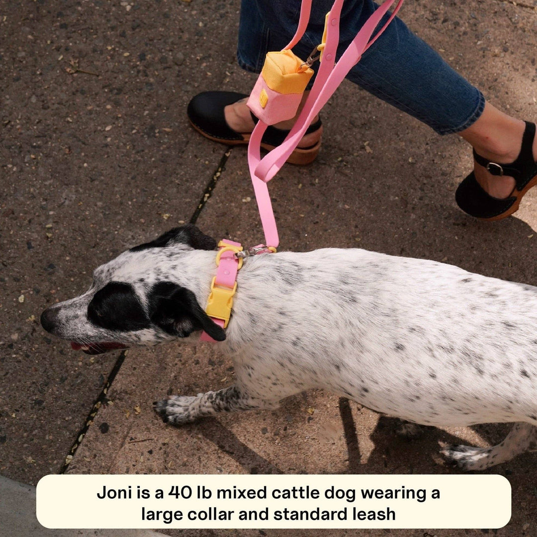 USA - The Fritz Dog Collar