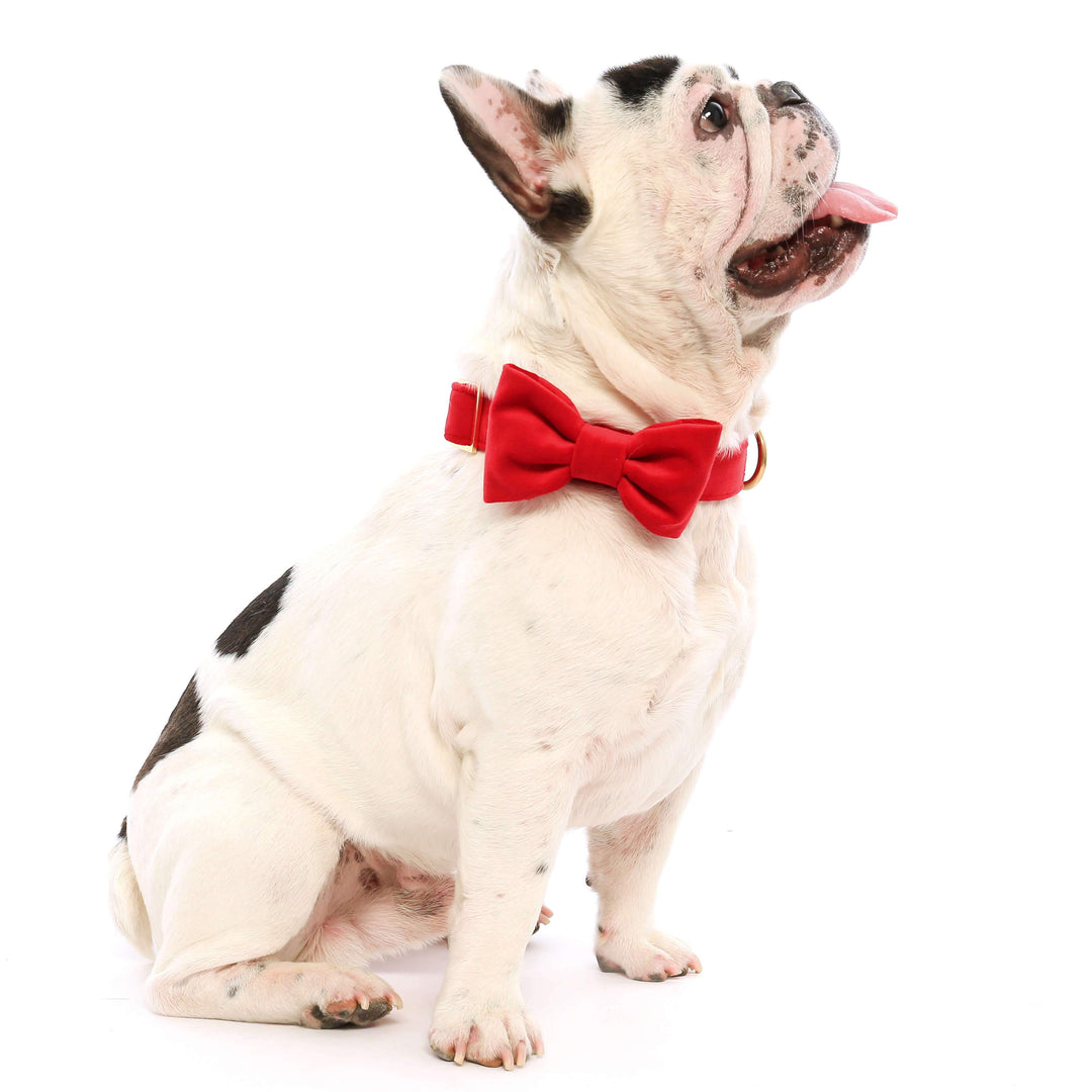Cranberry Velvet Day Dog Bow Tie