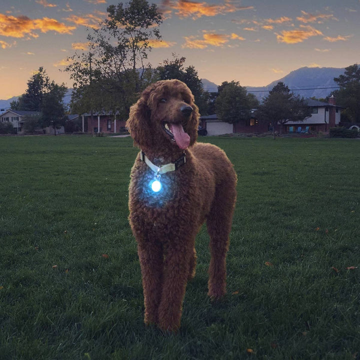 SpotLit Rechargeable Collar Light Blue