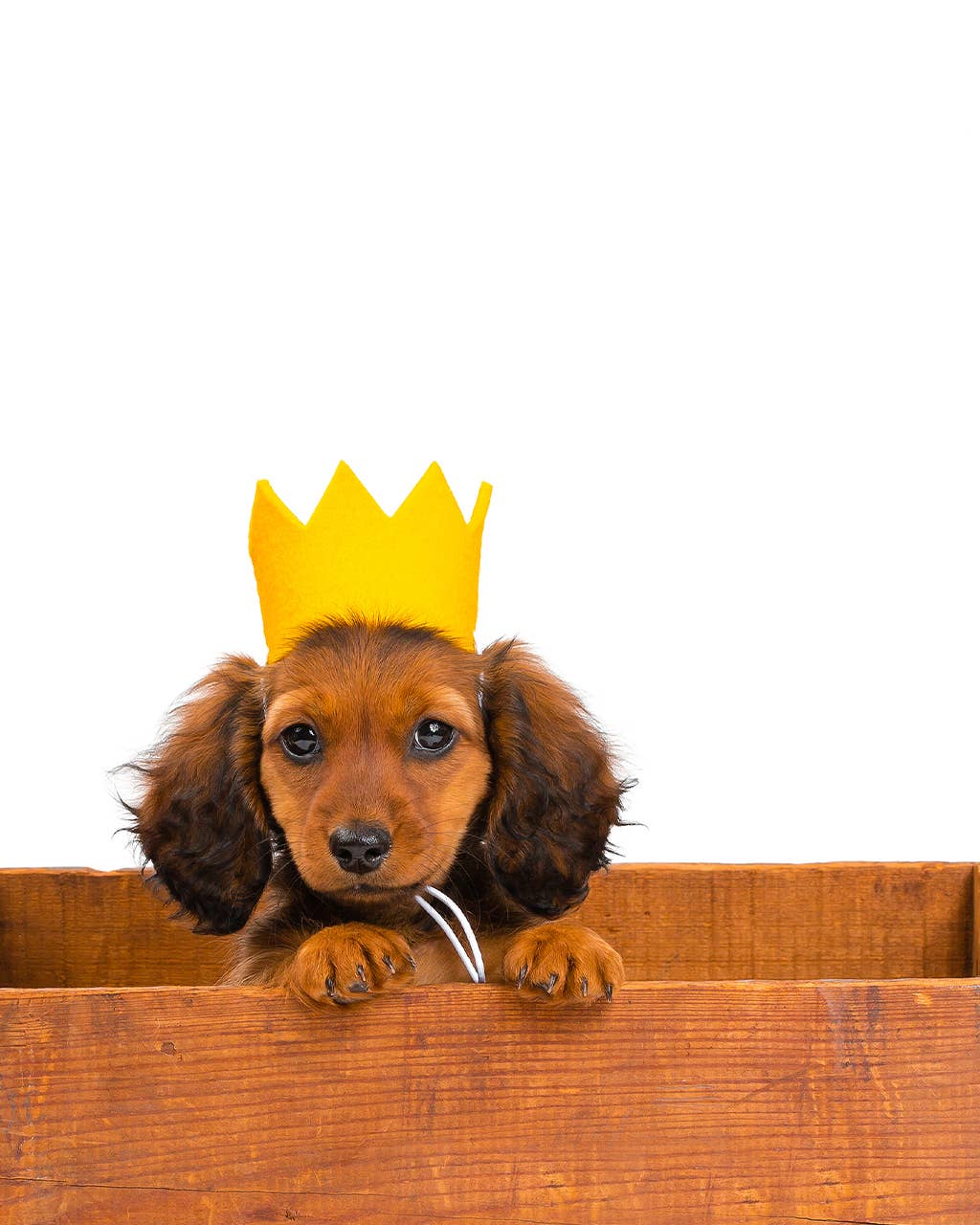 Party Beast Crown Wool Felt Pet Crown