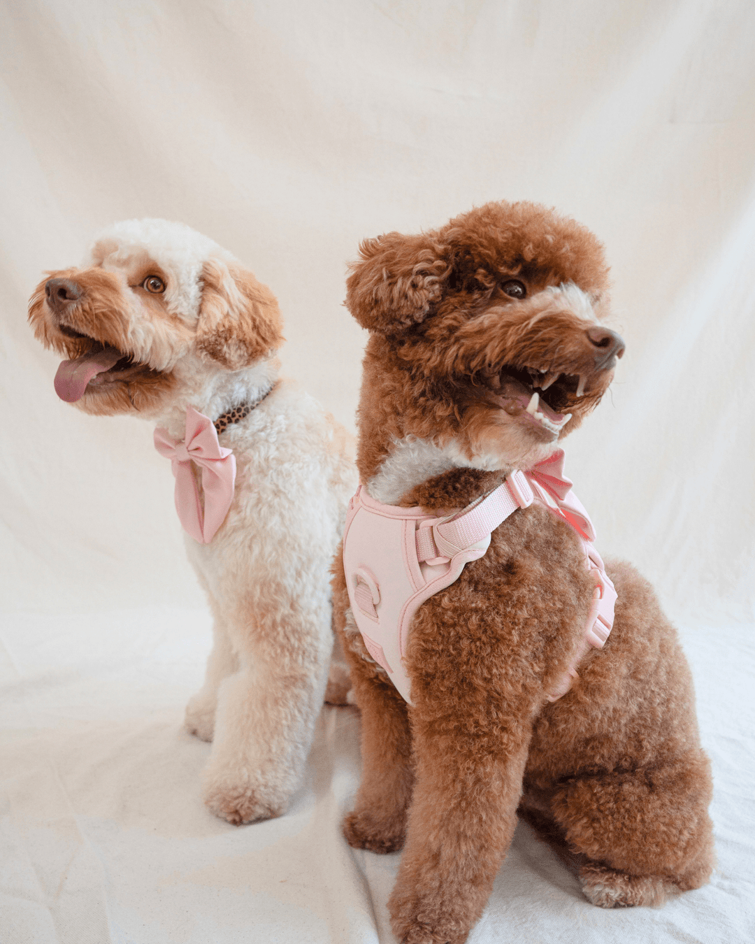 Wander! Collar Bow Blossom