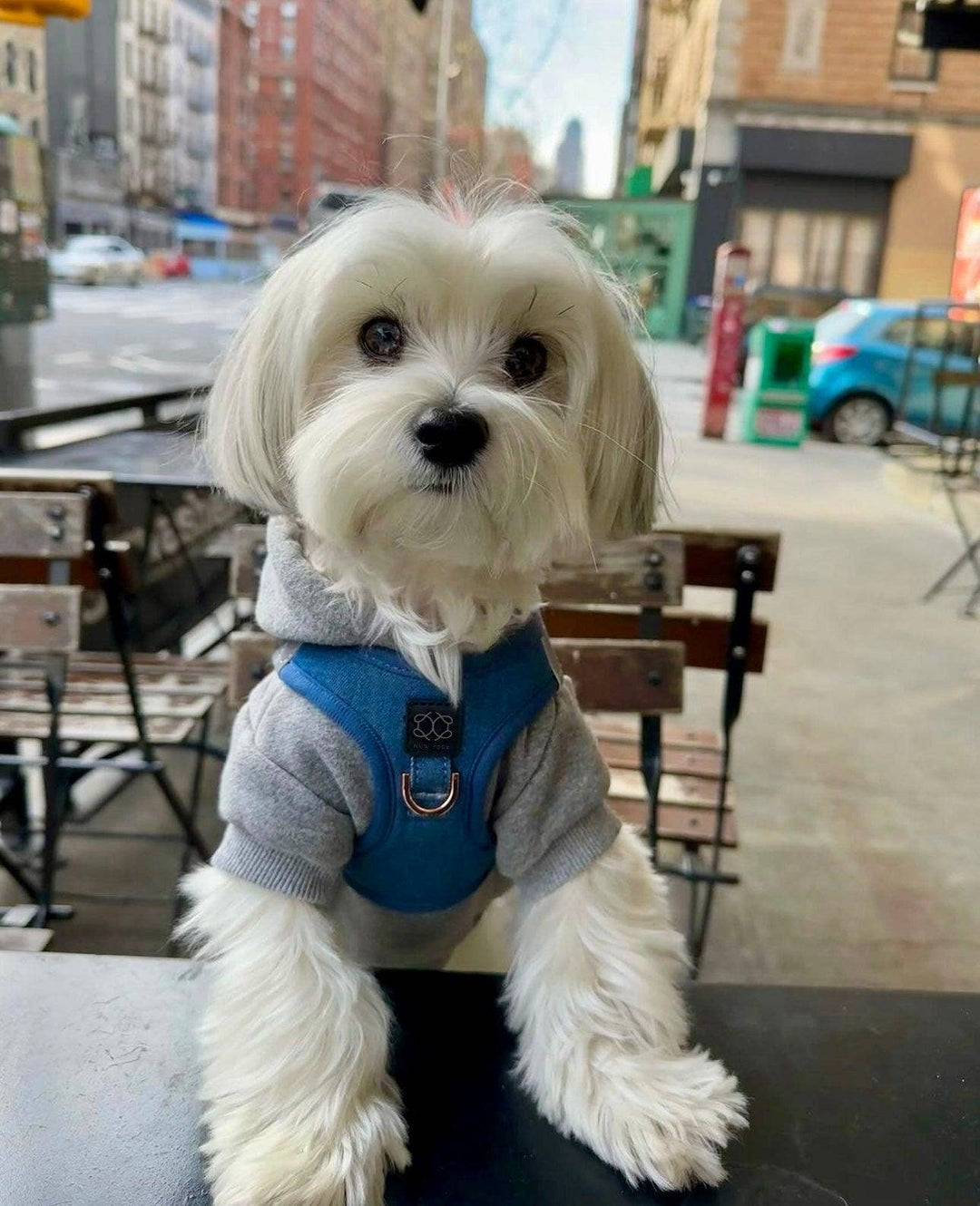SoHo Dog Harness Denim