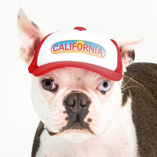 Pasadena Sunset Trucker Hat for Dogs