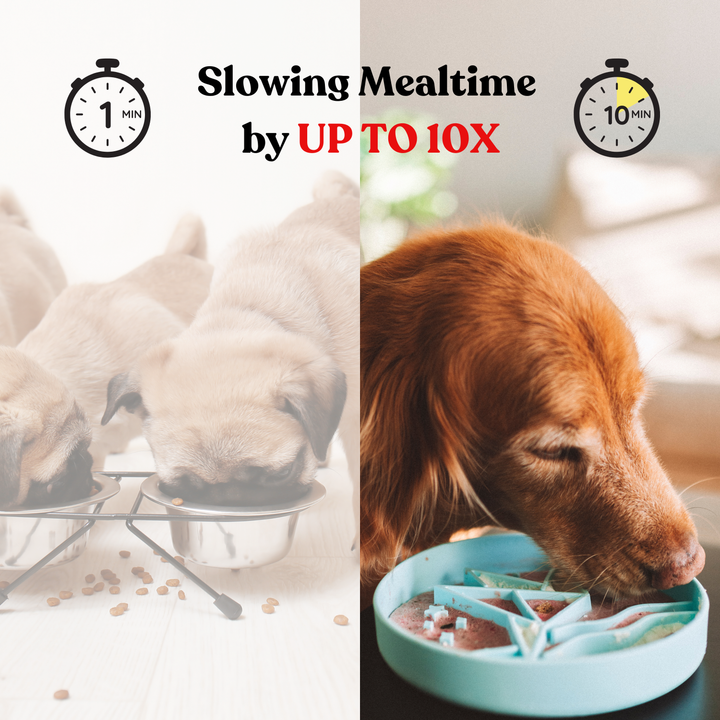 Adventure Slow Feeder