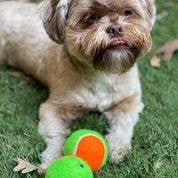 Squeaky Tennis Balls