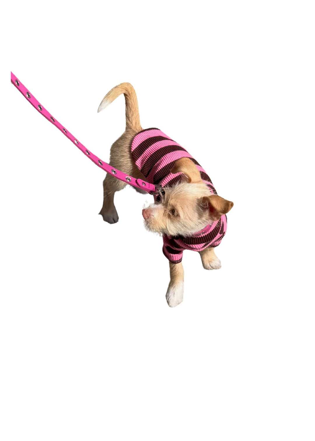 Cheshire Striped Shirt