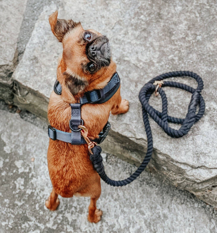 Rope Leash - Noir