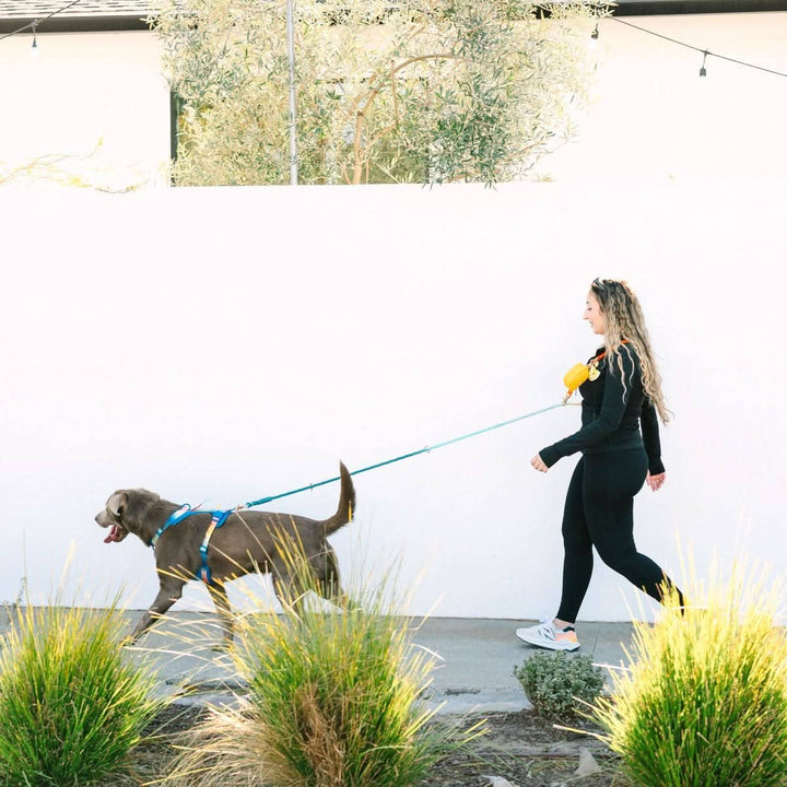 Beau Rainbow Hands-Free Leash