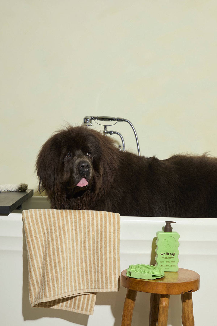 Dog Coat Wash + Conditioner (Cat-Safe)