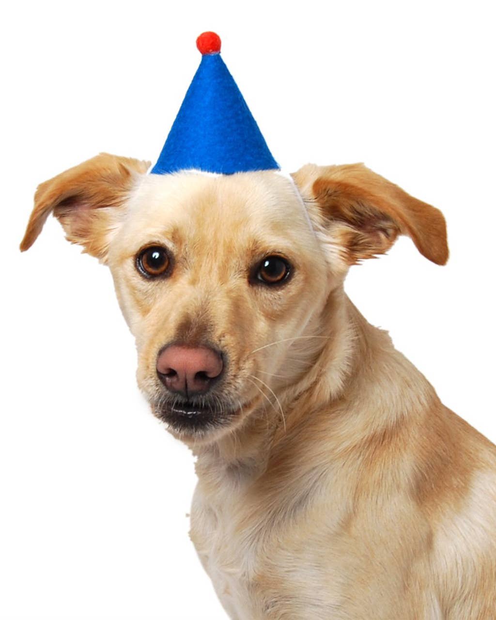 Pawty Hat Wool Pet Party Hat