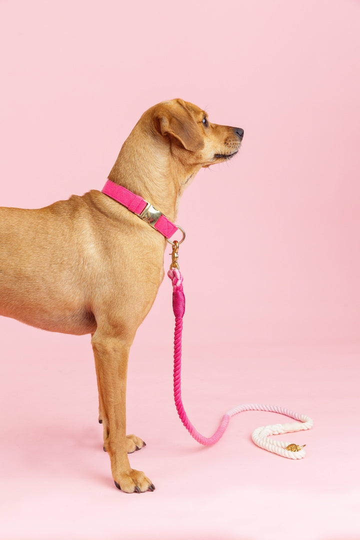 Maggie Pink Ombre Rope Dog Leash