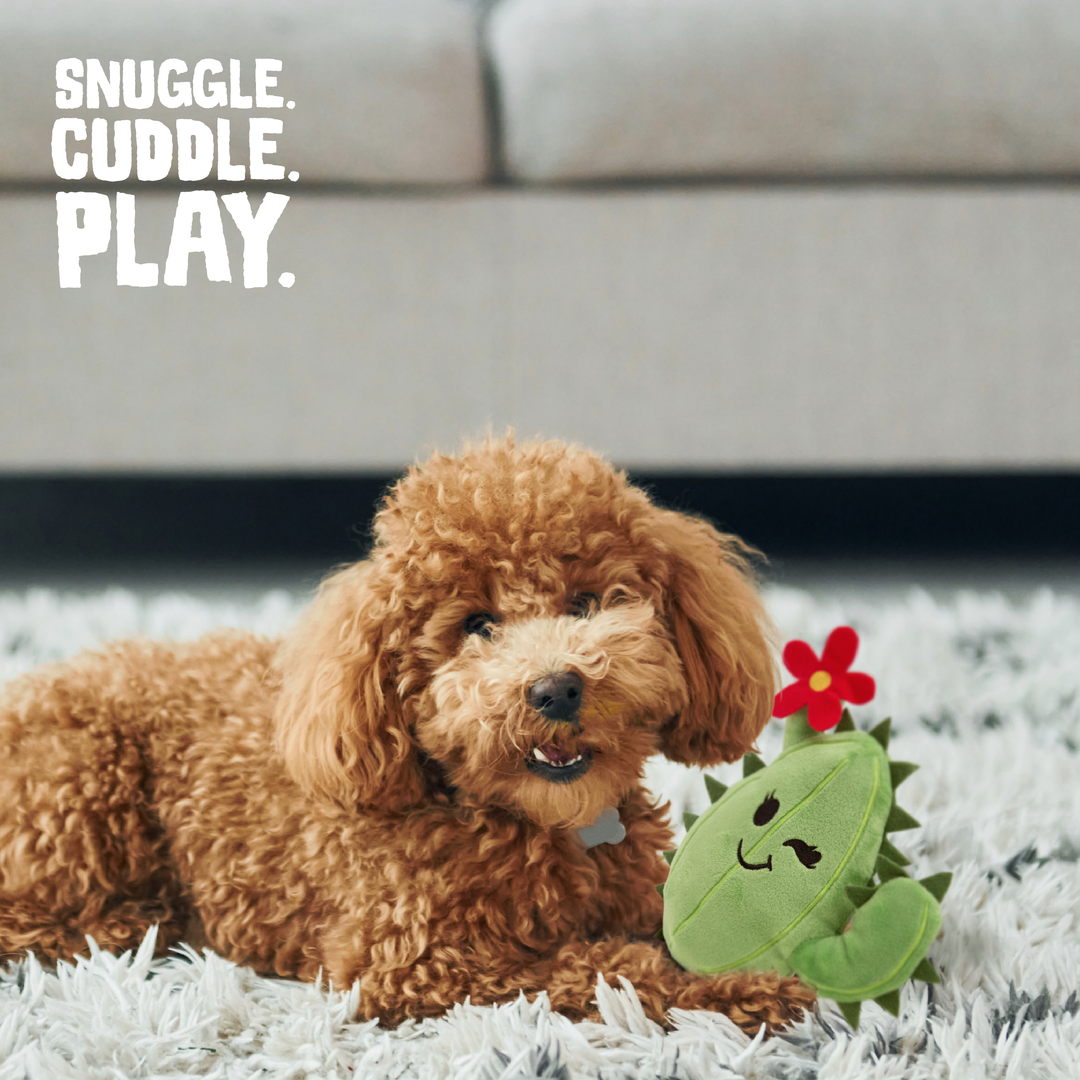 Chloe the Cactus Plush Dog Toy 6"