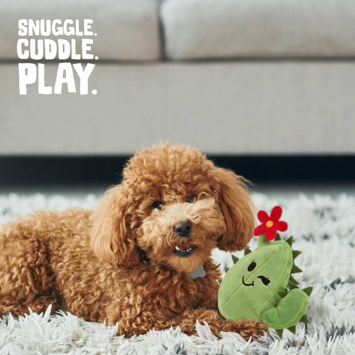 Chloe the Cactus Plush Dog Toy 6"